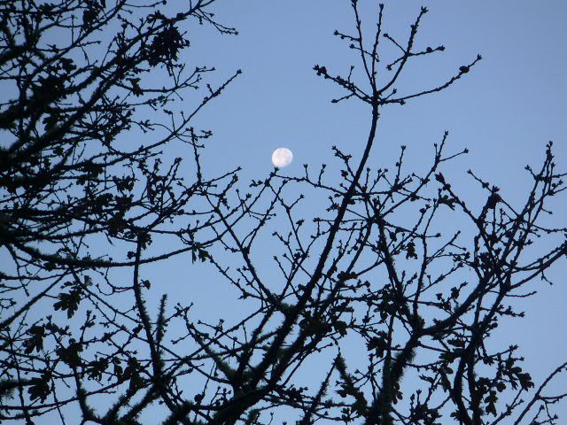 daytime moon outside our house